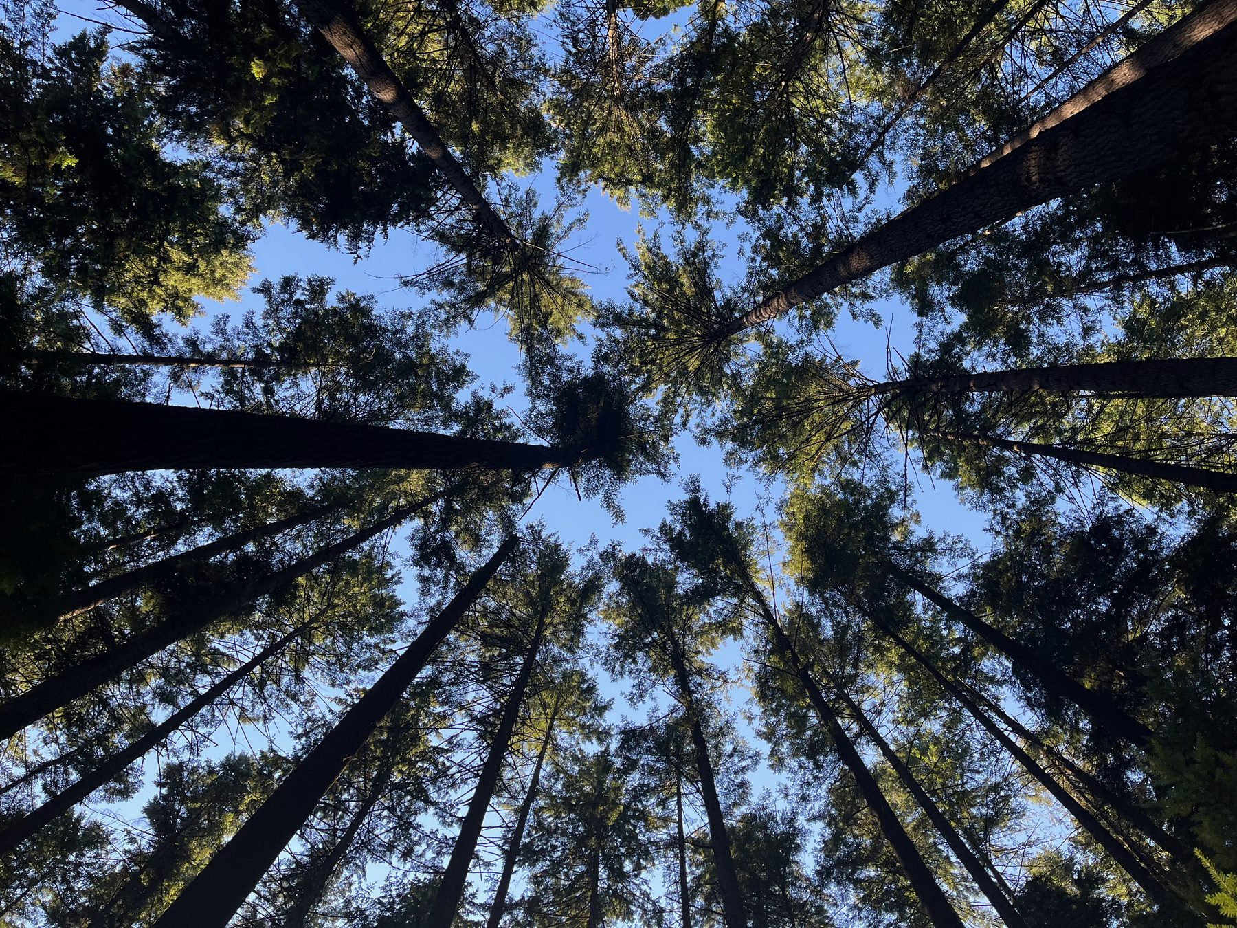 Tall West Coast tree canopy