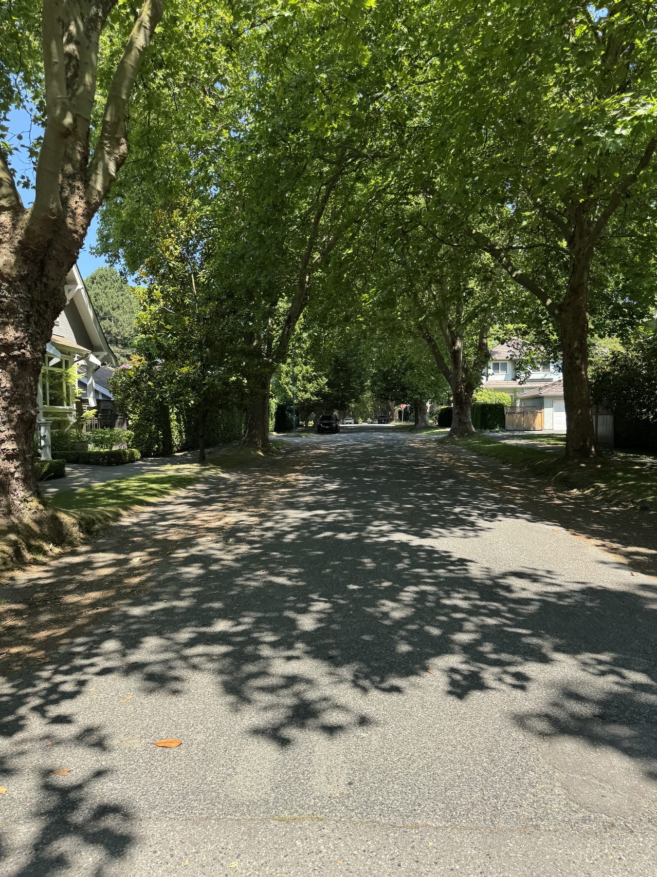 Tree canopy and shaded neighbourhood street